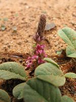 Indigofera flavicans 2fl3-t.JPG